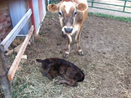 Lola's first Calf Charlie